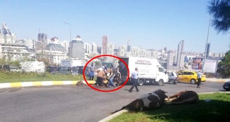 Havasız kalan kurbanlık telef olmasın diye cadde ortasında kesildi