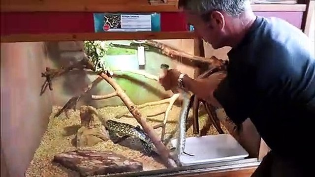 Le vétérinaire du parc zoologique de Saint-Martin-la-Plaine