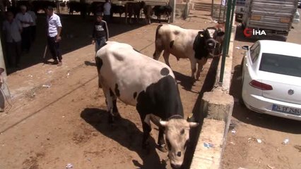 Kurban alacaklar arefe gününde yoğunluk oluşturdu