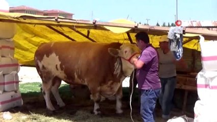 İnegöl'de 1,5 tonluk tosun 29 bin TL'ye satıldı