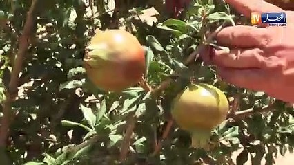 أم البواقي/ إبراهيم.. فلاح بإرادة قوية لخدمة الأرض يصطدم بمشكل غياب الكهرباء