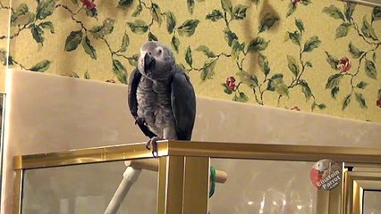 Einstein Parrot longs to visit an old friend
