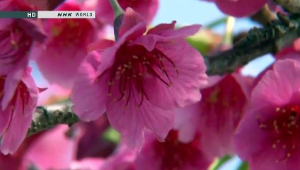 Japanology Plus - Cherry Trees