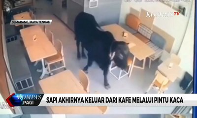 Aneka Ulah Sapi Kurban Jelang Idul Adha, dari Masuk Kafe Hingga Terjun ke Sungai