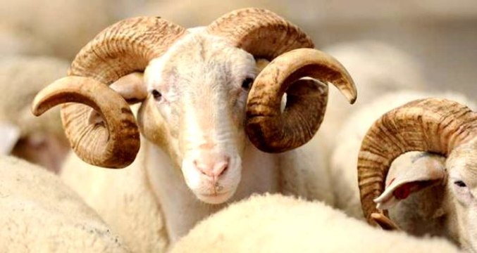 Kurban keserken okunacak dualar hangileri? İşte Diyanete göre kurban duası