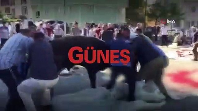 Boynu kesildikten sonra ayağa kalkan kurbanlık...