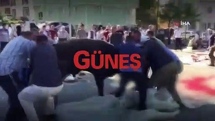Boynu kesildikten sonra ayağa kalkan kurbanlık...