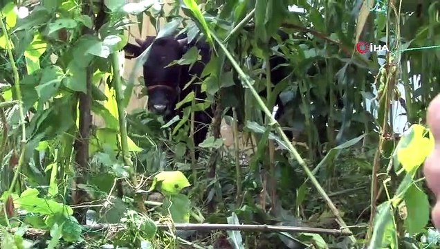 Rize’de kaçan boğalar sahiplerine zor anlar yaşattı