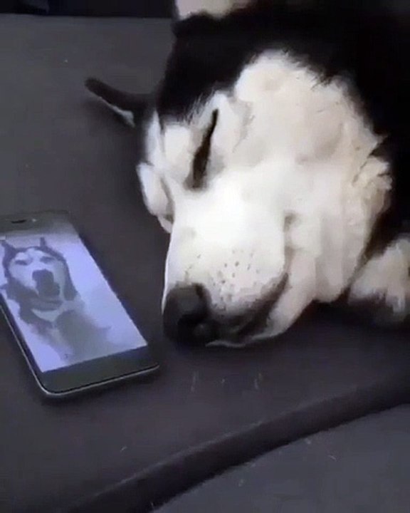 Un husky qui dort se répond au téléphone