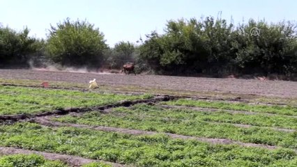 Kaçan kurbanlıklar zor anlar yaşattı