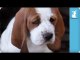 80 seconds of Adorable Wrinkled Basset Hound Puppies