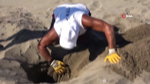 Alanya’da onlarca caretta caretta mavi sularla buluştu