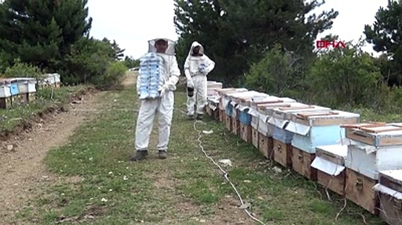 'Arı zehri' hasadı yapıldı; gramı 400 lira