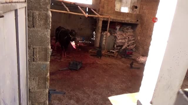 İpini koparan kurbanlık dana yanına kimseyi yaklaştırmadı