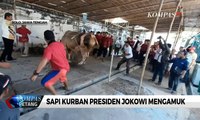 Detik-detik Sapi Kurban Presiden Jokowi Mengamuk