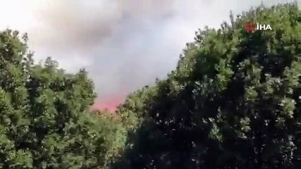 Pendik'te orman yangını