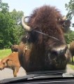 Bison Uses Car as Scratch Post