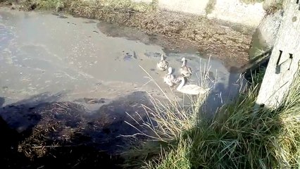 Young swans paddling and sticking their beaks under the Water at Fishbourne creek