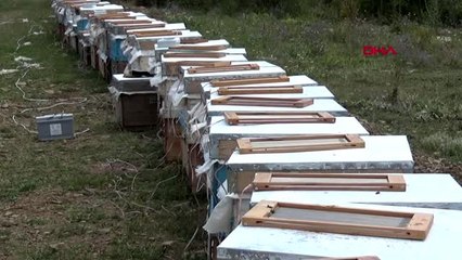 AFYON ARI ZEHRİNİN GRAMI 400 LİRA