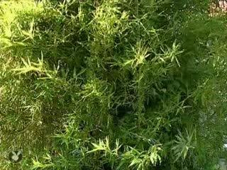 Samedi Soir En Direct -Camera Cachee(1)