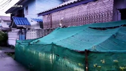 Alley cat gets stuck on railings while trying to seduce a female