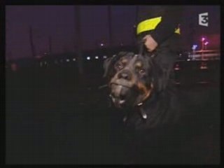 Reportage maitre chien France 3