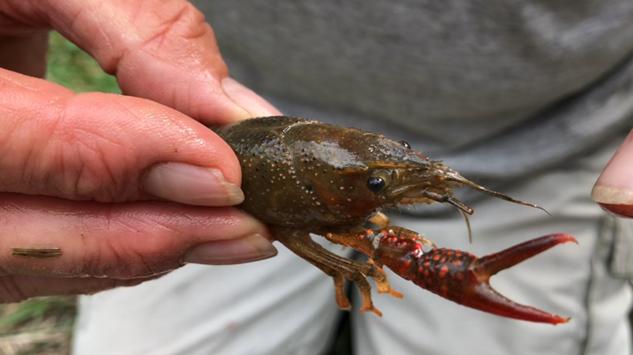 Fontenay-le-Comte. Marais Poitevin. L’écrevisse appâte les touristes