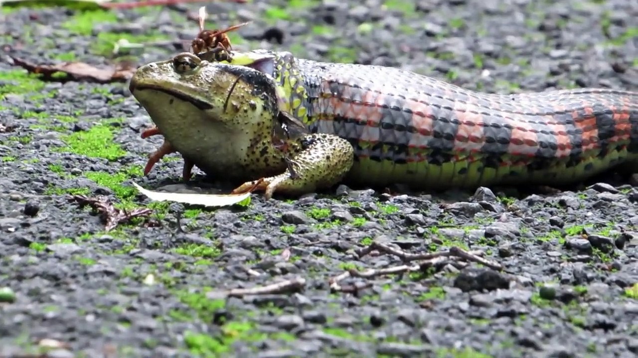 ヤマカガシがカエルを捕食中(゜∀。)♫