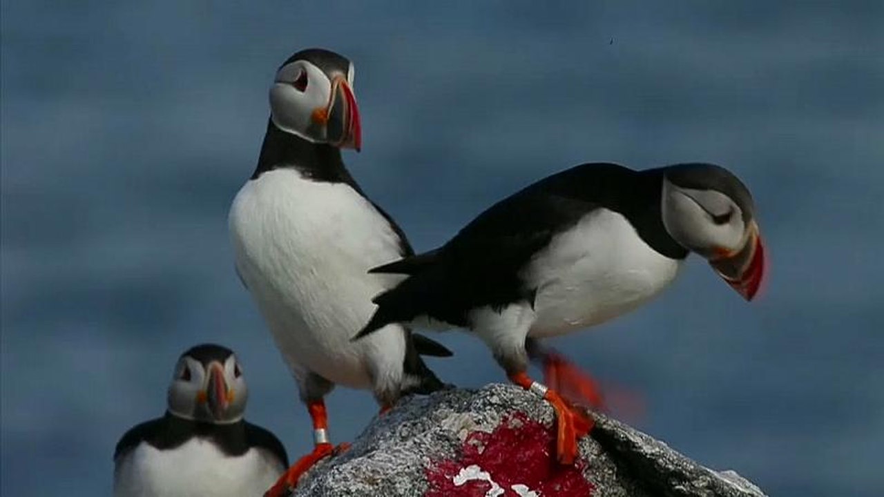 Lustige Gesellen in Brutlaune