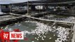 Teluk Bahang fish death due to lack of oxygen, water contaminated with heavy metals