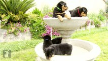 Really Cute Rottweiler Puppies In A Fountain