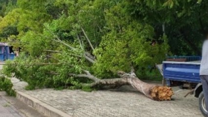 광주서 태풍 '레끼마' 영향으로 나무 부러져...4명 부상 / YTN