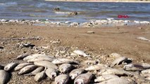 BURSA Boğazköy Barajı'nda kıyıya vuran ölü balıklar tedirgin etti
