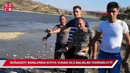 Boğazköy Barajı'nda kıyıya vuran ölü balıklar tedirgin etti