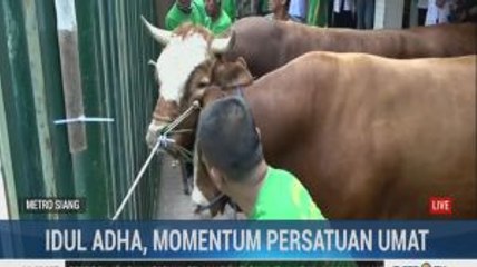 Dua Sapi Limosin Presiden dan Wapres Telah Disembelih