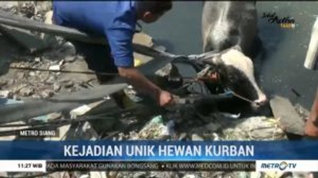 Sapi Kurban Mengamuk Hingga Tercebur ke Sungai di Semarang