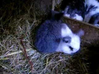 lapine belier et ses 4 bebes