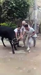 عجل يسحل شبيه نبيل الحلفاوى.. والفنان يعلق" صحتى متستحملش