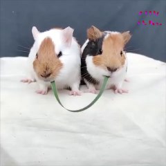 What a beautiful pets!