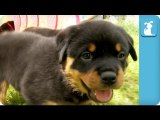 Rottweiler Puppies In A Tunnel - Puppy Love