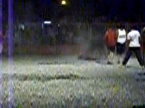 Vaches landaises cocarde