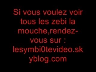 Zebi la mouche