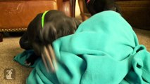 Great Dane Puppies Fighting With A Blanket