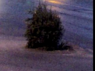 Bradul din Piata Victorie