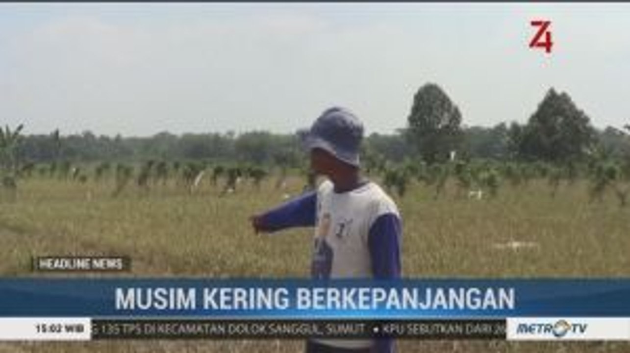 Musim Kemarau, 300 Hektare Sawah di Maros Gagal Panen