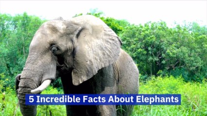 Elephants Are Truly Unique