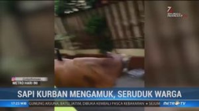 Tiga Sapi Kurban di Klender Lepas dan Mengamuk