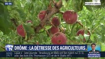 Drôme: les agriculteurs touchés par la grêle attendent toujours l'aide des autorités