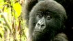 Mountain gorillas of Central Africa slowly increase in number