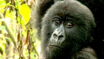 Mountain gorillas of Central Africa slowly increase in number